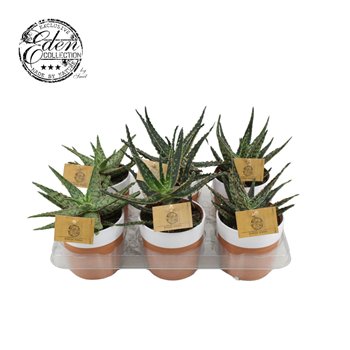 Aloe mix in terrapot 15 cm fi10.5 cm Q328