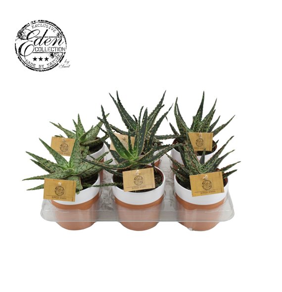 Aloe mix in terrapot 15 cm fi10.5 cm Q328 Aloe mix in terrapot 15 cm fi10.5 cm Q328