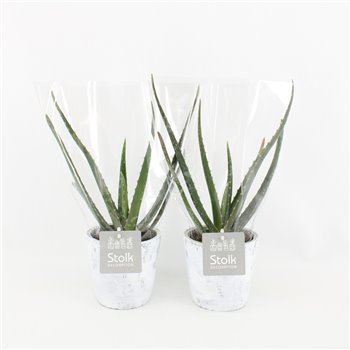 Aloe vera in white wash pot 20 cm fi11 cm Q335