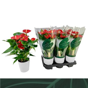 Anthurium andr  aristo wit ceramic 5 flower 40 cm fi12 cm Q370