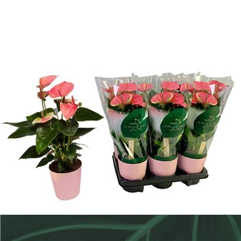 Anthurium andr  sweet dream Anthurium Sweet Dream 12cm roze ceramic 5 fl 40 cm fi12 cm Q375