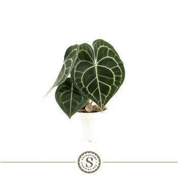 Anthurium clarinervium 30 cm fi12 cm Q382