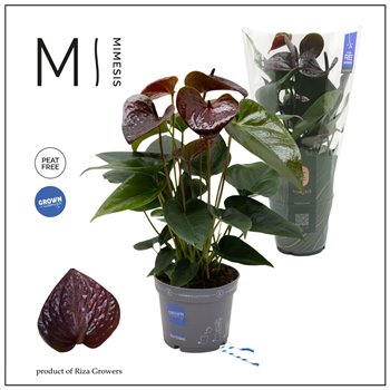 Anthurium andr  essencia 45 cm fi12 cm Q388