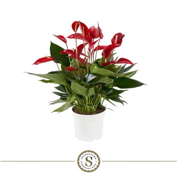 Anthurium banderola roja 10 fl 55 cm fi17 cm Q402