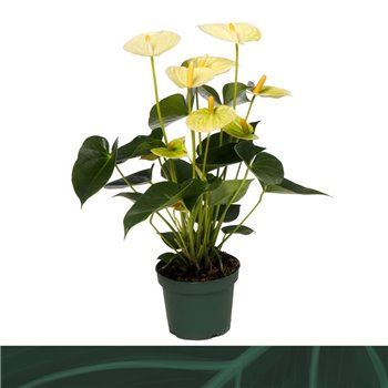 Anthurium andr  vanilla 5+ 35 cm fi12 cm Q409