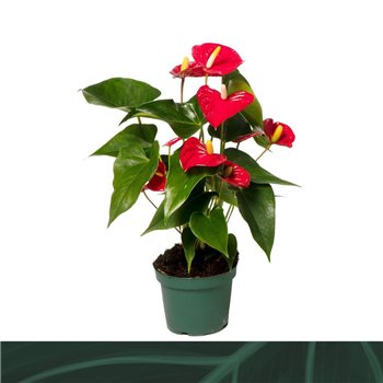 Anthurium andr  aristo 5 flower 35 cm fi12 cm Q415