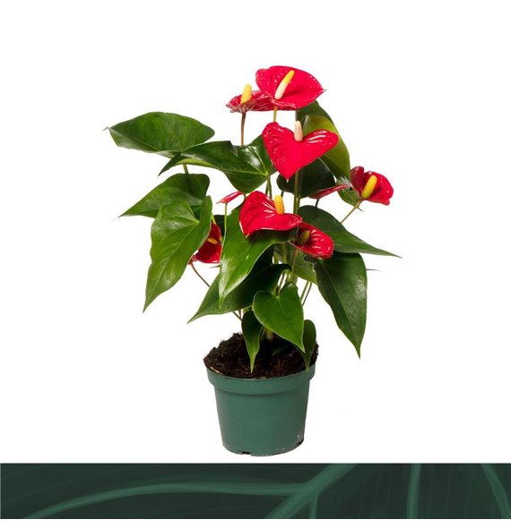 Anthurium andr aristo 5 flower 35 cm fi12 cm Q415 Anthurium andr aristo 5 flower 35 cm fi12 cm Q415