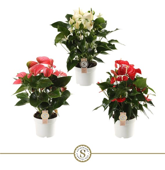Anthurium andr mix champion 60 cm fi17 cm Q427 Anthurium andr mix champion 60 cm fi17 cm Q427