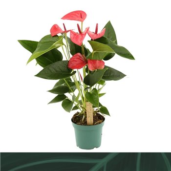 Anthurium Andr  Melito 5 flower 35 cm fi12 cm Q433