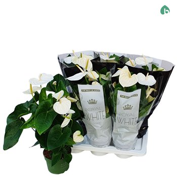 Anthurium andr  alaska 5-7 flower 60 cm fi17 cm Q459
