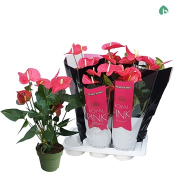 Anthurium andr  pink royal 6-8 flower 60 cm fi17 cm Q475