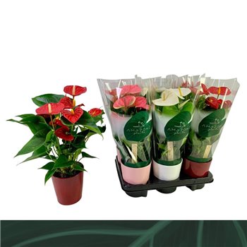 Anthurium andr  mix 3 colours ceramic 5 flower 40 cm fi12 cm Q476