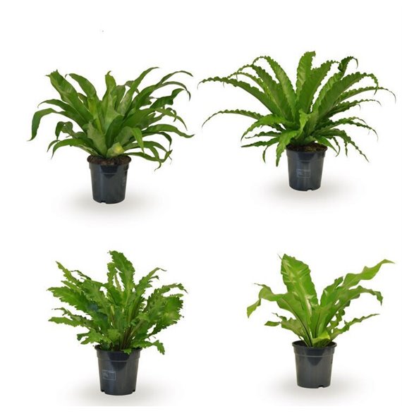 Asplenium mix 45 cm fi17 cm Q508 Asplenium mix 45 cm fi17 cm Q508