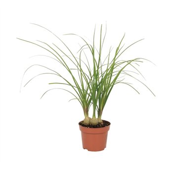 Nolina Beaucarnea recurvata 30 cm fi12 cm Q673