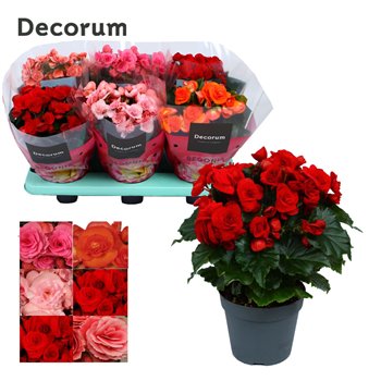 Begonija elatior du  mix decorum 32 cm fi14 cm Q759