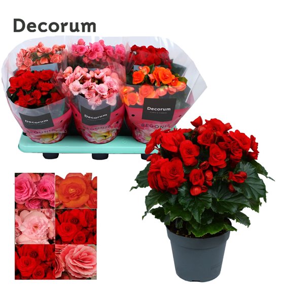 Begonija elatior du mix decorum 32 cm fi14 cm Q759 Begonija elatior du mix decorum 32 cm fi14 cm Q759