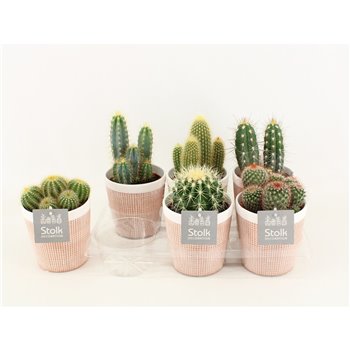 Kaktus mix 6 kinds in terracotta ceramic 20 cm fi13 cm Q822