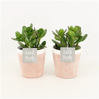 Crassula ovata in terracotta 25 cm fi13 cm Q832