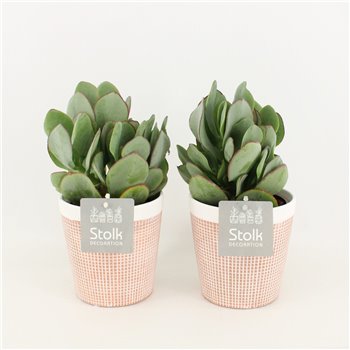 Crassula arborescens in terracotta ceramic 35 cm fi13 cm Q836
