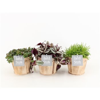Rhipsalis mix in wood bruin 20 cm fi13 cm Q842