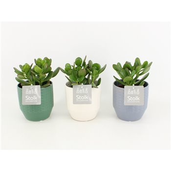 Crassula ovata in expression ceramic 25 cm fi13 cm Q845