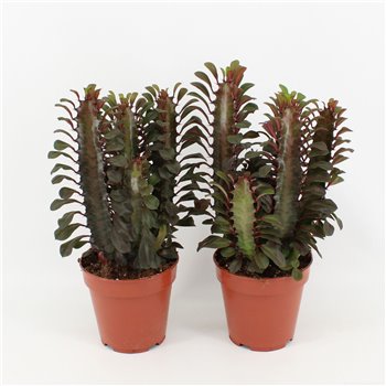 Euphorbia trigona rubra 20 cm fi12 cm Q847