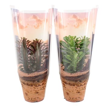 Euphorbia trigona mix in desert sierhoes 20 cm fi12 cm Q863
