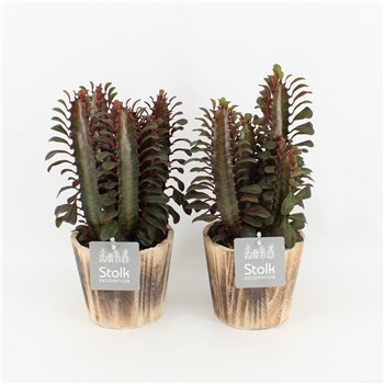Euphorbia trigona rubra in wood bruin 35 cm fi13 cm Q869