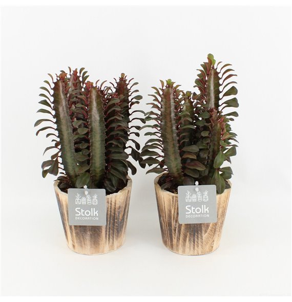 Euphorbia trigona rubra in wood bruin 35 cm fi13 cm Q869 Euphorbia trigona rubra in wood bruin 35 cm fi13 cm Q869