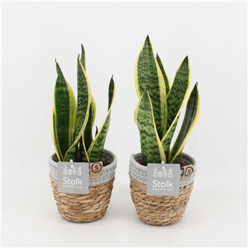 Taščin jezik - Sanseveria trifasciata futura superba in Košara 35 cm fi13 cm Q883