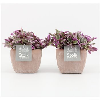 Tradescantia in vierkant terracotta pot 2.5 cm fi11 cm Q903