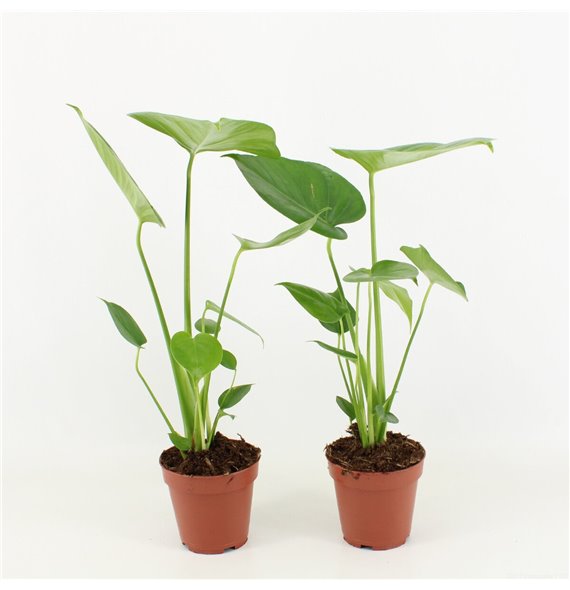 Monstera deliciosa 2pp 50 cm fi12 cm Q926 Monstera deliciosa 2pp 50 cm fi12 cm Q926