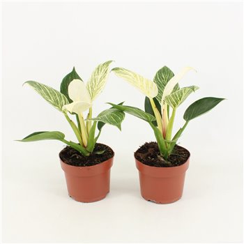 Philodendron white wave 30 cm fi12 cm Q933