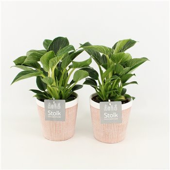 Philodendron in terracotta ceramic 35 cm fi13 cm Q939
