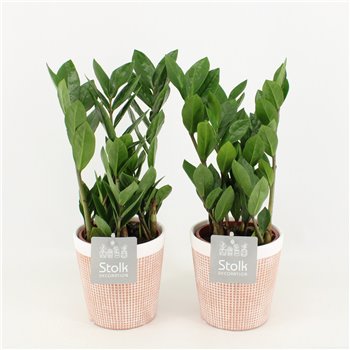 Zamija zamiifolia in terracotta 35 cm fi13 cm Q940