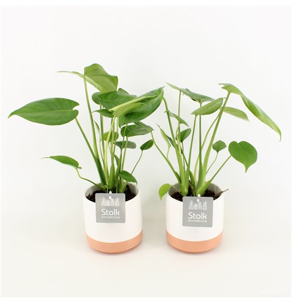 Monstera deliciosa in milou ceramic 40 cm fi13 cm Q941 Monstera deliciosa in milou ceramic 40 cm fi13 cm Q941