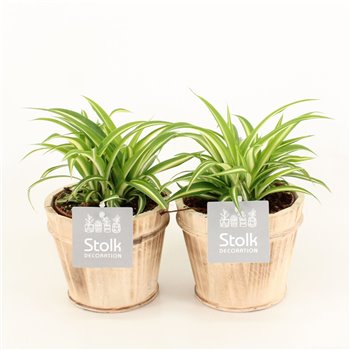 Chlorophytum comosum variegatum in wood bruin 25 cm fi13 cm Q962