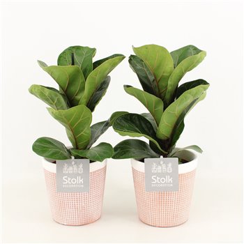 Fikus lyrata in terracotta pot 35 cm fi13 cm Q969