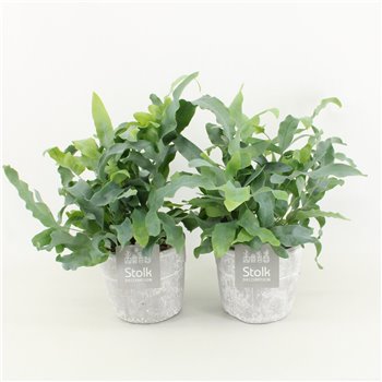 Phlebodium blue star in stone look pot 30 cm fi13 cm Q983