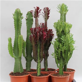 Kaktus desert mix 75 cm fi17 cm Q1005