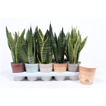 Taščin jezik - Sanseveria trifasciata mix in rough & tough cup 40 cm fi12 cm Q1562