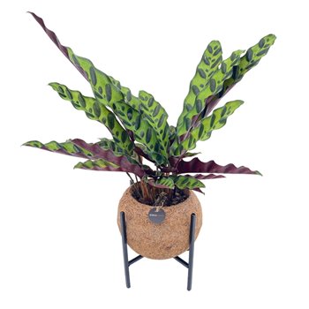 Kalateja mix Kokodama Industrial 25 cm fi15 cm Q1831