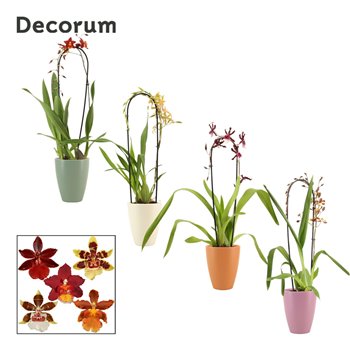 Cambria mix cascade 1 stems mix in Carly (Decorum) 55 cm fi12 cm Q1887