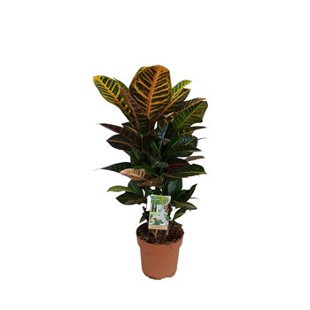 Kroton petra 60 cm fi17 cm Q2125