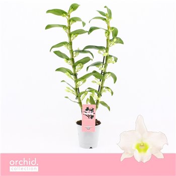 Dendrobium nobile spring dream star class apollon 2-spike Orchid Collection 50 fl 50 cm fi12 cm Q2227