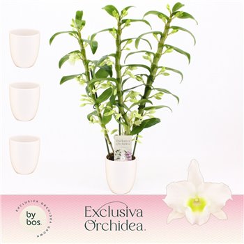 Dendrobium nobile spring dream star class apollon 3-spike in Lotte White Exclusiva Orchidea 90 fl 50 cm fi12 cm Q2237