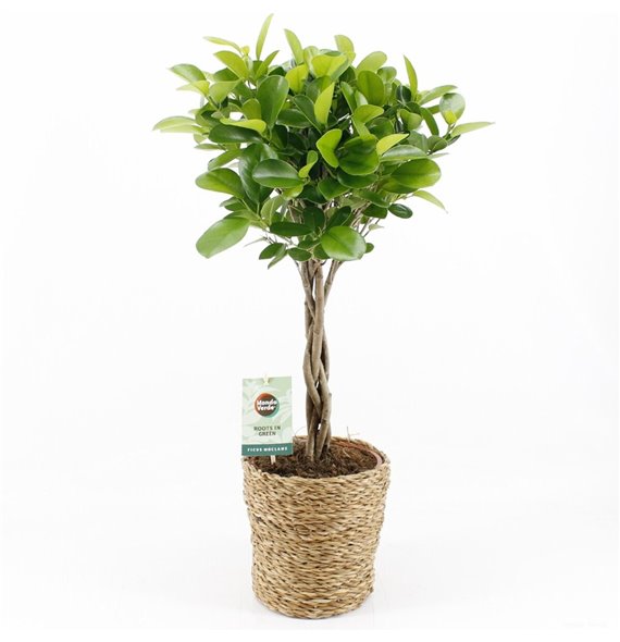 Fikus microcarpa moclame in seagrass 70 cm fi19 cm Q2682 Fikus microcarpa moclame in seagrass 70 cm fi19 cm Q2682