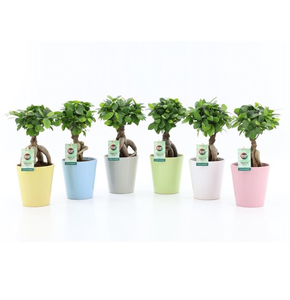 Fikus microcarpa ginseng in pastel ceramic 35 cm fi13 cm Q2690 Fikus microcarpa ginseng in pastel ceramic 35 cm fi13 cm Q2690