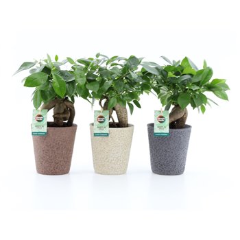 Fikus microcarpa bonsai Retusa in Nature ceramic 35 cm fi13 cm Q2720