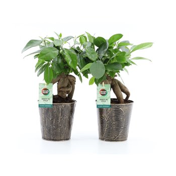 Fikus microcarpa bonsai Retusa in Iron Leaf 35 cm fi13 cm Q2721